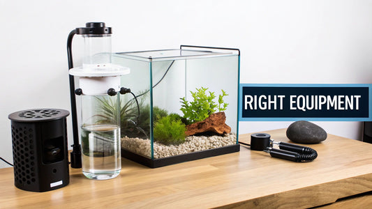 How to Set Up a New Aquarium A Practical Guide