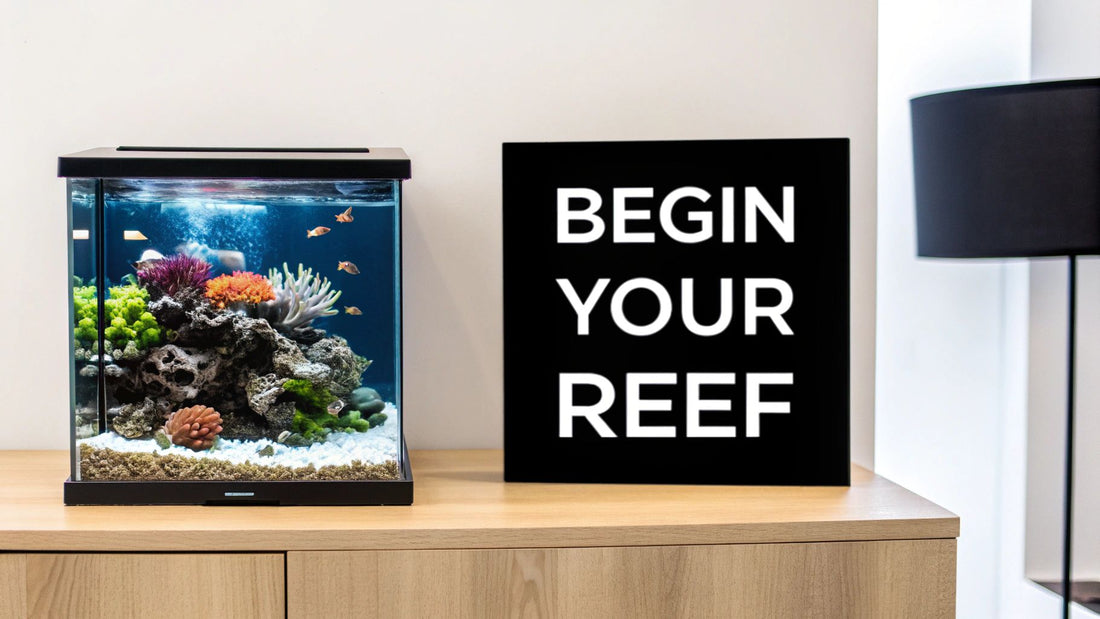 Your Guide to a Thriving Nano Reef Tank Setup