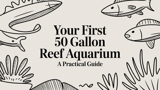 Your First 50 Gallon Reef Aquarium A Practical Guide