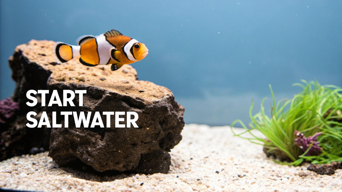 Your Guide to Starter Fish for Saltwater Tanks