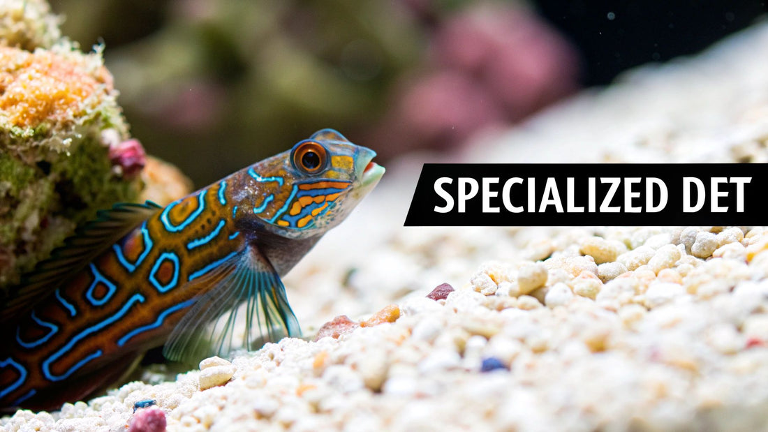 A Reefer's Guide to Food for Mandarin Goby