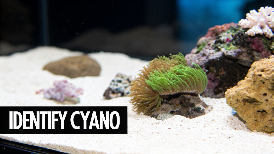 How to Get Rid of Cyanobacteria in a Reef Tank for Good