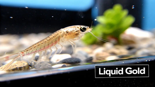 A Complete Guide to Baby Brine Shrimp for Aquariums