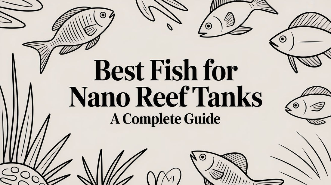 Best Fish for Nano Reef Tanks a Complete Guide