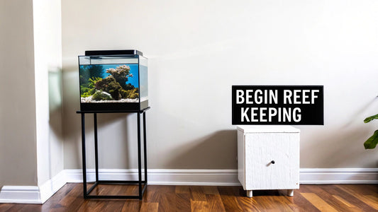 How to start a reef tank aquarium: a beginner guide