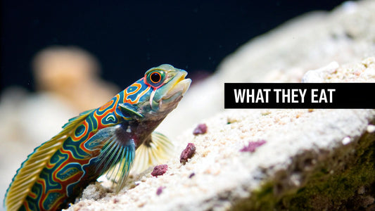 A Guide to Feeding Mandarin Goby a Healthy Diet