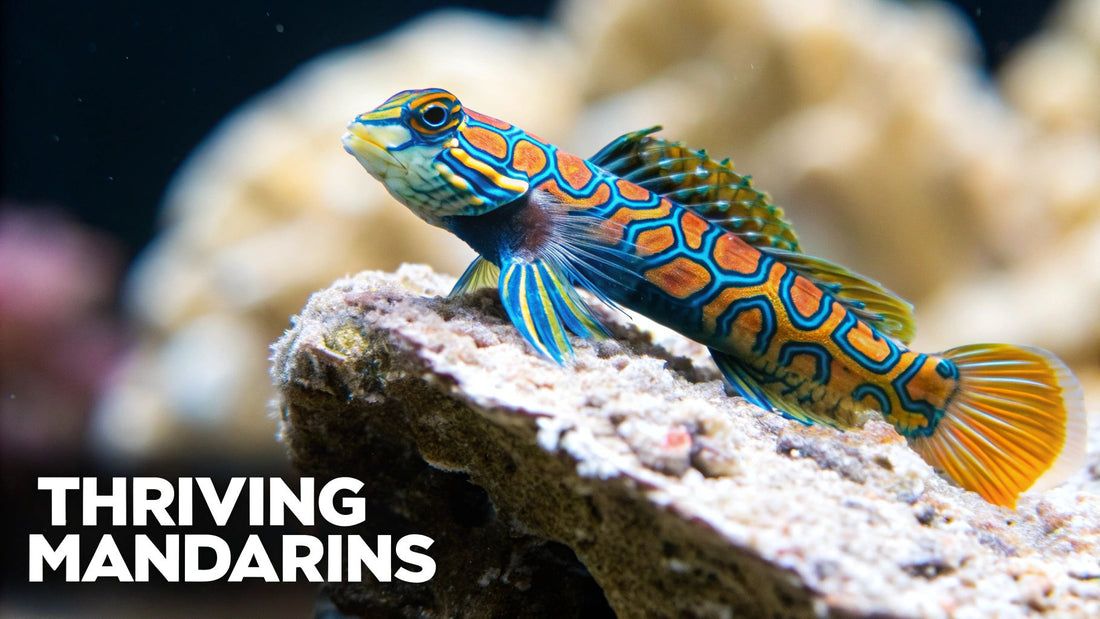 Your Essential Guide to Food for Mandarin Dragonets