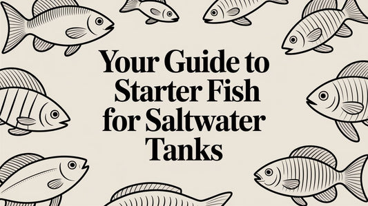 Your Guide to Starter Fish for Saltwater Tanks
