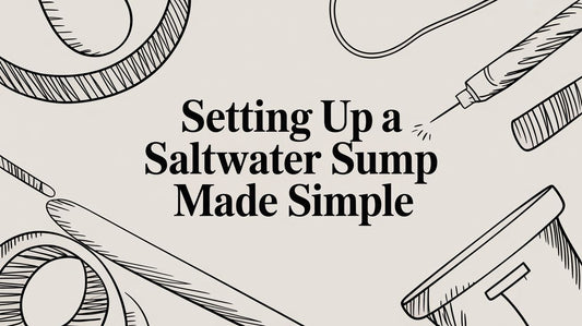 Setting Up a Saltwater Sump Made Simple