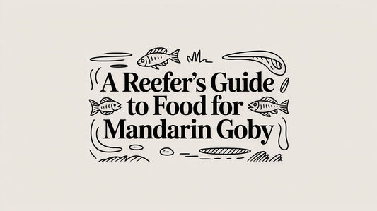 A Reefer's Guide to Food for Mandarin Goby