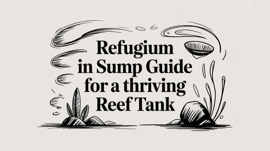 Refugium In Sump Guide for a Thriving Reef Tank
