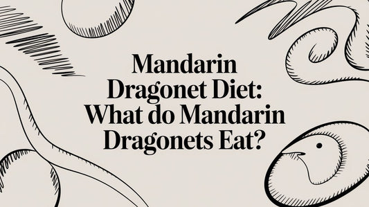 Mandarin Dragonet Diet: what do mandarin dragonets eat?