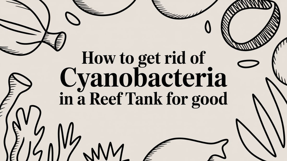 How to Get Rid of Cyanobacteria in a Reef Tank for Good