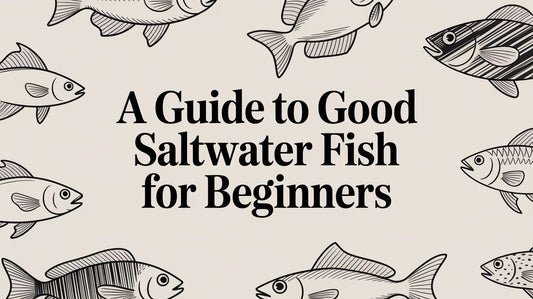 A Guide to Good Saltwater Fish for Beginners