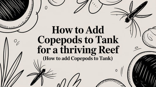 How to Add Copepods to Tank for a Thriving Reef (how to add copepods to tank)