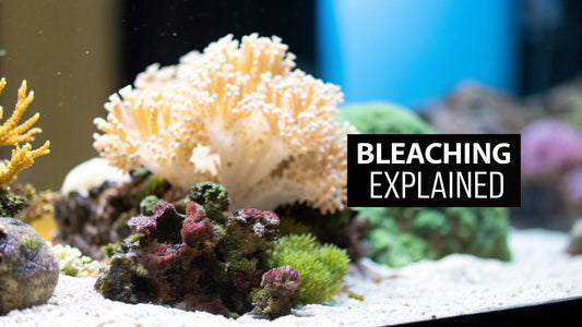 A Reef Keeper's Guide on How to Prevent Coral Bleaching