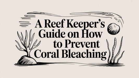 A Reef Keeper's Guide on How to Prevent Coral Bleaching