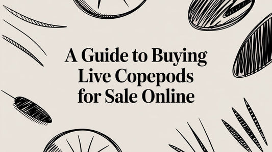 A Guide to Buying Live Copepods For Sale Online
