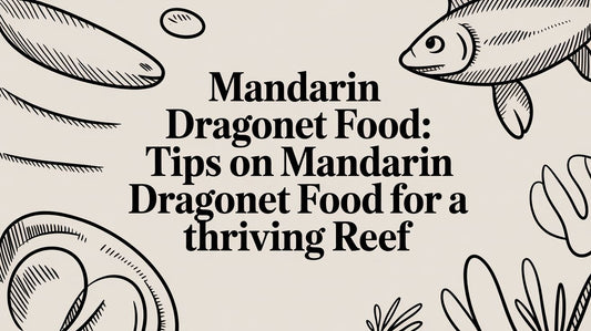 Mandarin Dragonet Food: Tips on mandarin dragonet food for a thriving reef