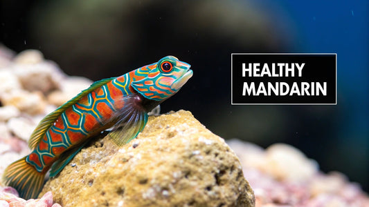 A Practical Guide to the Mandarin Goby Diet