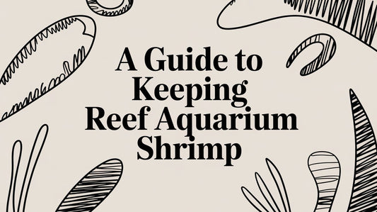 A Guide to Keeping Reef Aquarium Shrimp