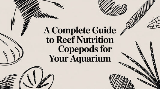 A Complete Guide to Reef Nutrition Copepods for Your Aquarium