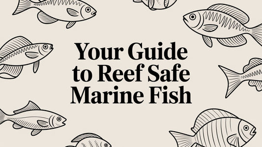 Your Guide to Reef Safe Marine Fish