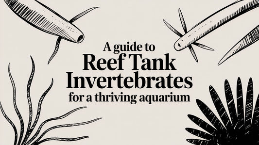 A Guide to Reef Tank Invertebrates for a Thriving Aquarium