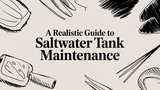 A Realistic Guide to Saltwater Tank Maintenance