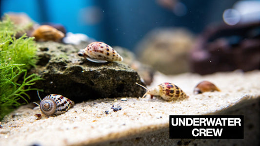 Your Guide to Saltwater Tank Snails for a Thriving Reef