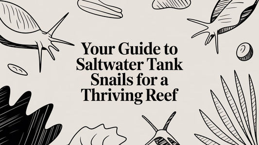 Your Guide to Saltwater Tank Snails for a Thriving Reef