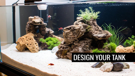 Your Guide to a Thriving Shrimp Reef Tank