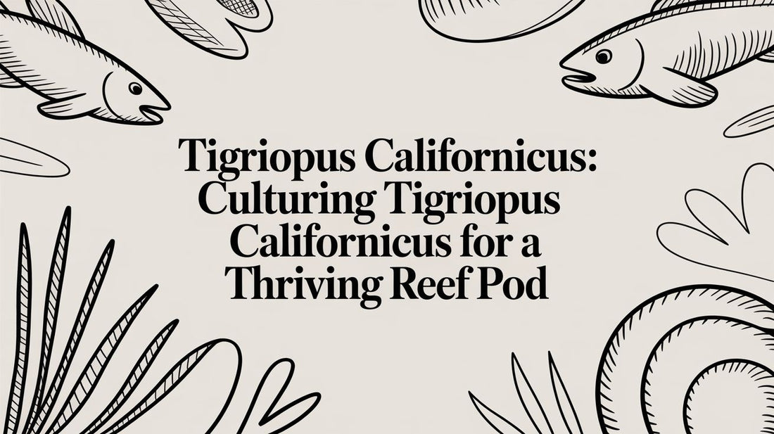 Tigriopus Californicus: Culturing tigriopus californicus for a Thriving Reef Pod
