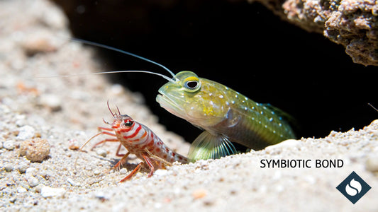 watchman goby and pistol shrimp: Ultimate Care Guide