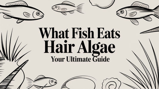 What Fish Eats Hair Algae Your Ultimate Guide