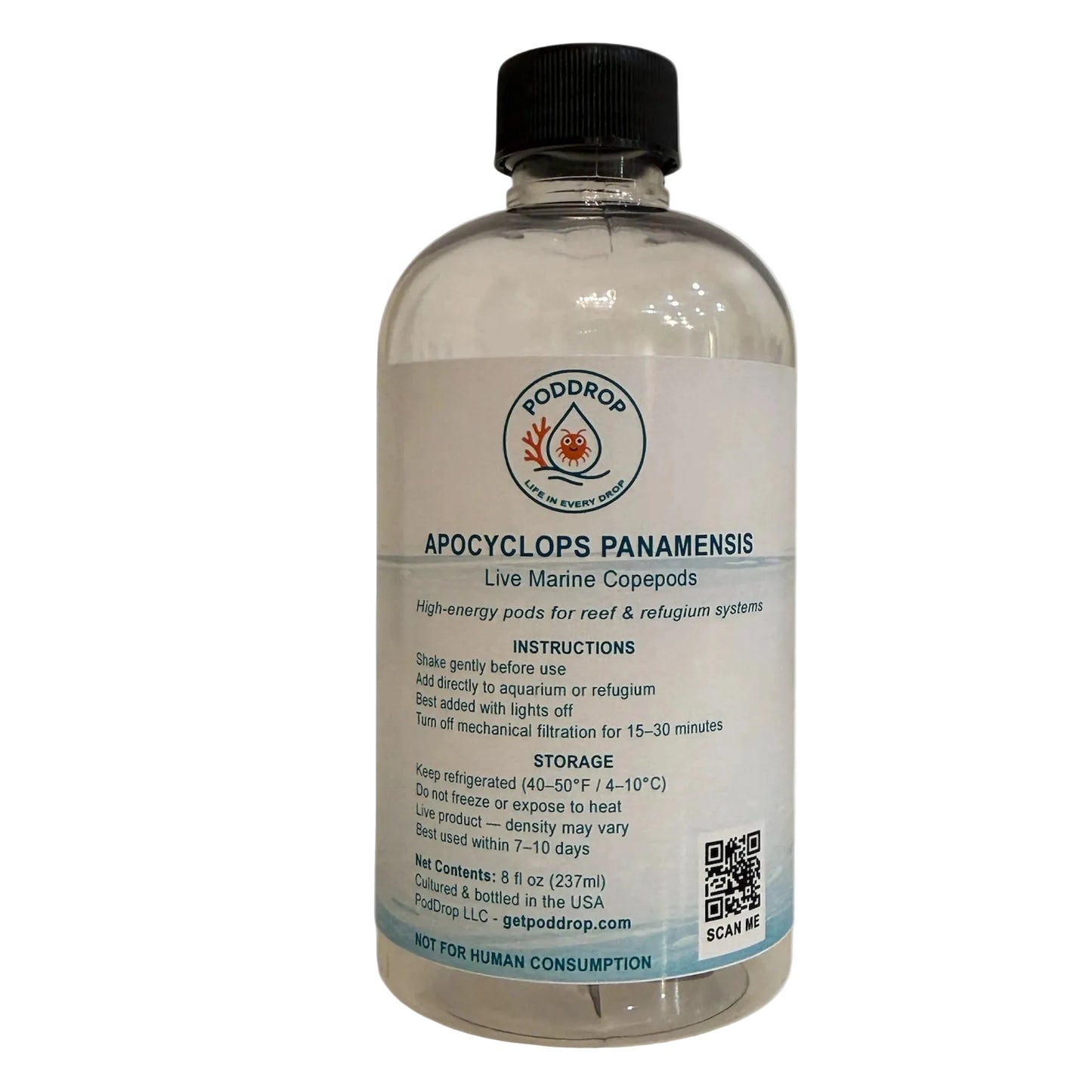 Apocyclops panamensis live marine copepods 8oz bottle with phytoplankton culture