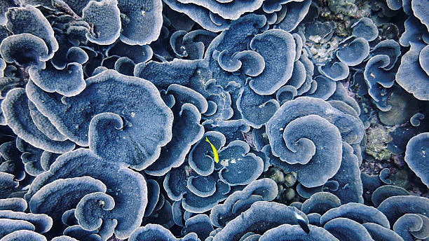 Close-up of blue coral with a small yellow fish, magnified view