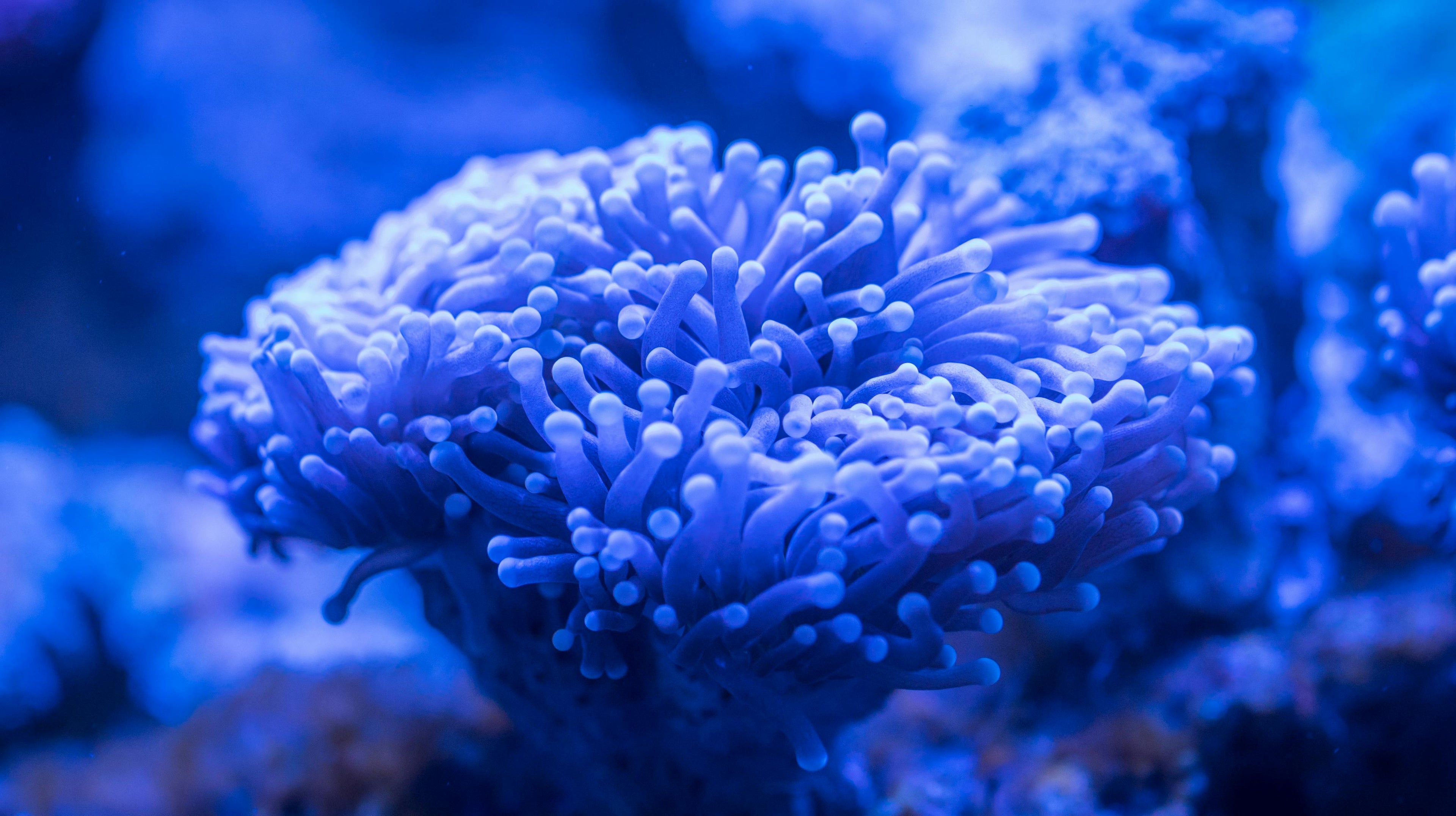 Vibrant blue Euphyllia coral polyps extending their tentacles in reef aquarium illuminated by actinic lighting