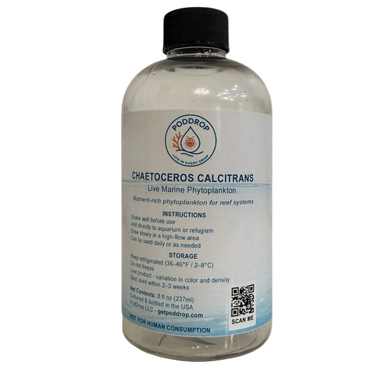 Chaetoceros calcitrans live marine phytoplankton 8oz bottle for reef aquariums