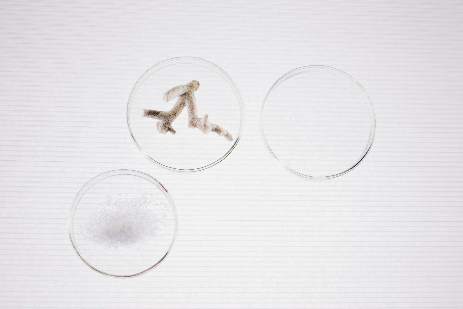 Live copepod life stages in petri dishes showing nauplii, juveniles, and adults for aquaculture