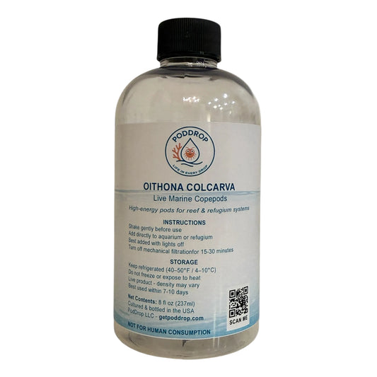 Oithona sp. live marine copepods 8oz bottle with phytoplankton culture