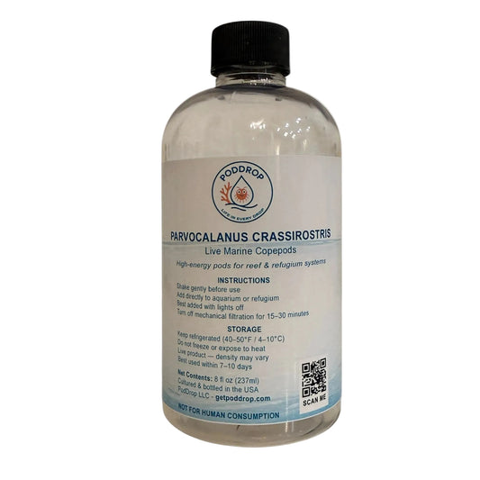 Parvocalanus crassirostris live marine copepods 8oz bottle with phytoplankton culture