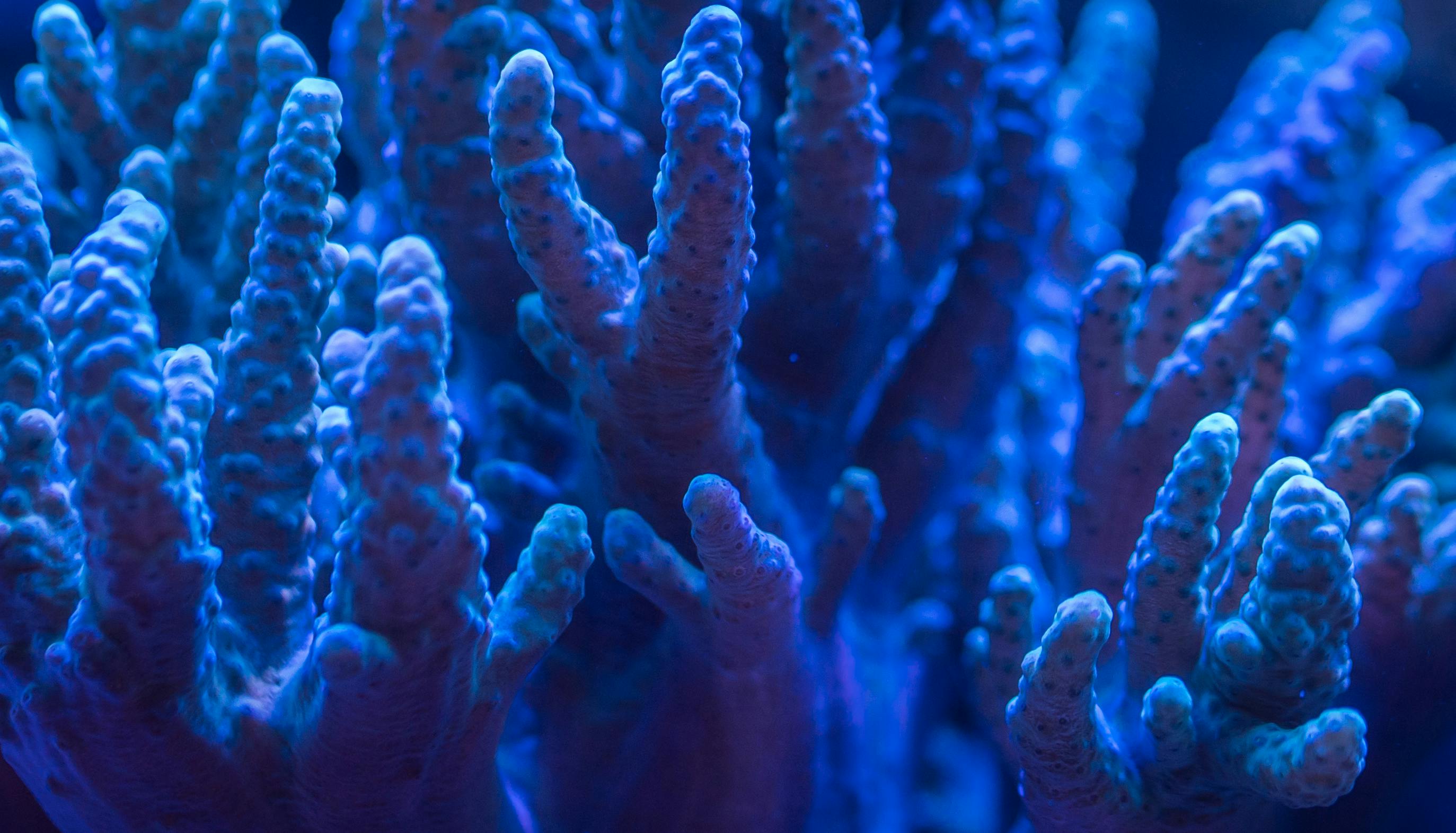 SPS coral colony with extended polyps under blue actinic lighting in reef aquarium