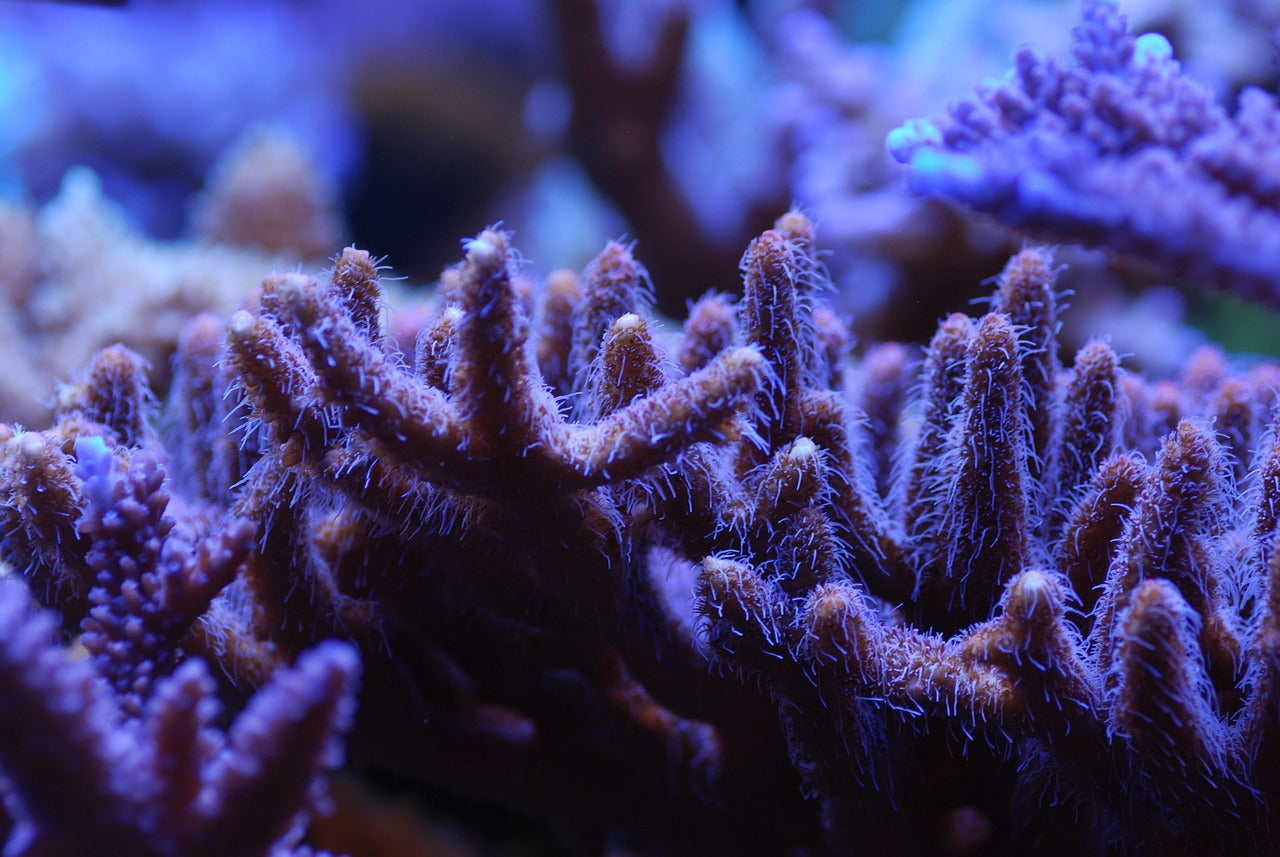 SPS coral colony with fuzzy extended polyps feeding under blue actinic lighting in reef aquarium
